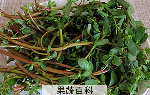杀死癌细胞最狠的野菜 说说哪些野菜能杀死癌细胞