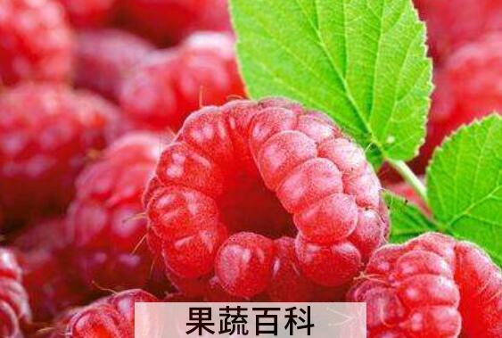 覆盆子酒的功效与作用及做法
