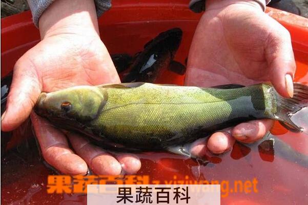 果蔬百科丁桂鱼的功效与作用