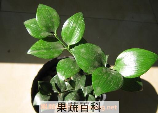 圆叶竹柏的养殖方法