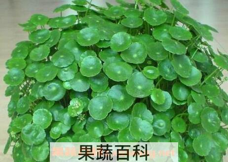 铜钱草和金钱草的区别