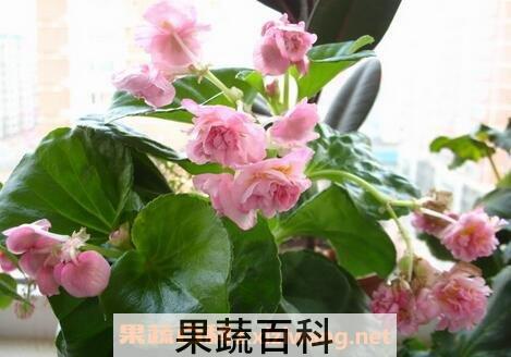 重瓣四季海棠花的养殖方法