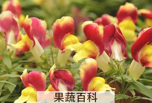 金鱼草的养殖方法与注意事项