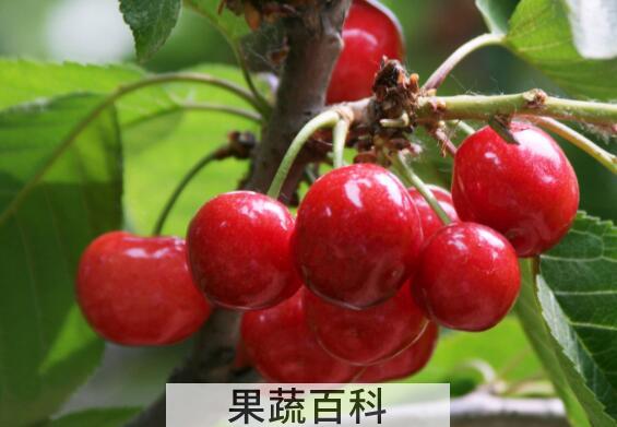 樱桃果汁的功效与作用 喝樱桃果汁的好处