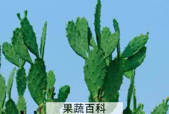 仙人片的作用与功效