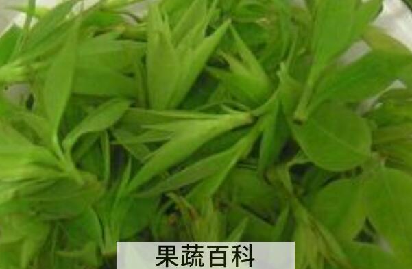 青山绿水茶的功效与禁忌