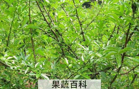青刺尖做菜怎么吃 青刺尖的食用方法