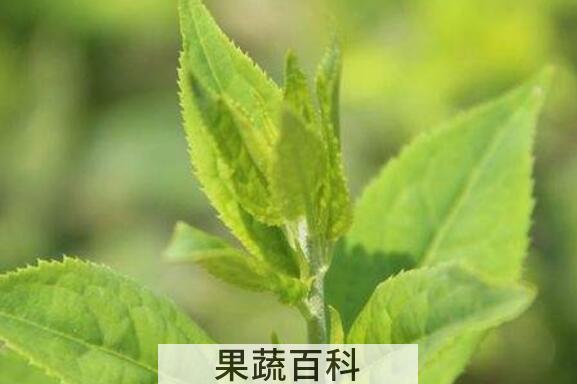 青刺尖做菜怎么吃 青刺尖的食用方法