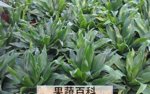 植物太阳神的养殖方法