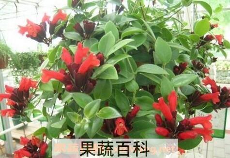口红吊兰的养殖方法