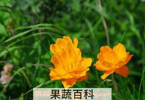 金莲花的常见功效有哪些