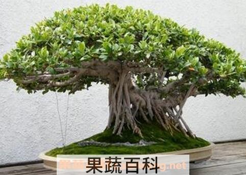 榕树的养殖方法和注意事项