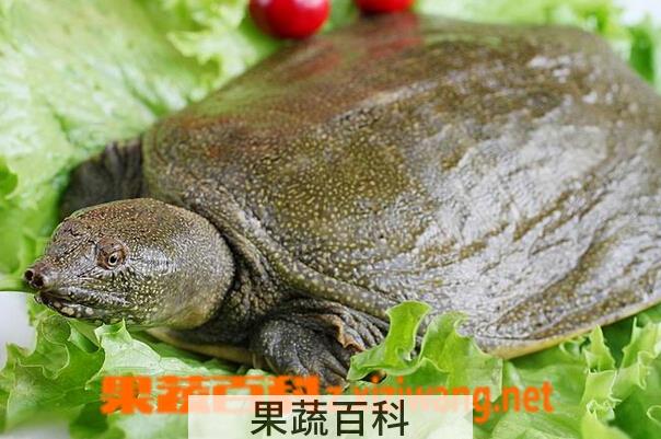 果蔬百科水鱼是什么