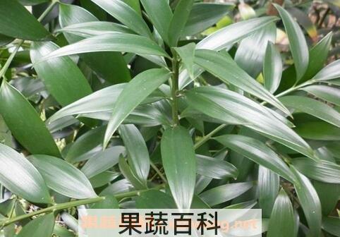 竹柏树的养殖方法