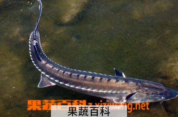 果蔬百科鲟鱼的功效与作用