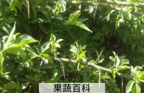 青刺尖的功效与作用 青刺尖的药用价值