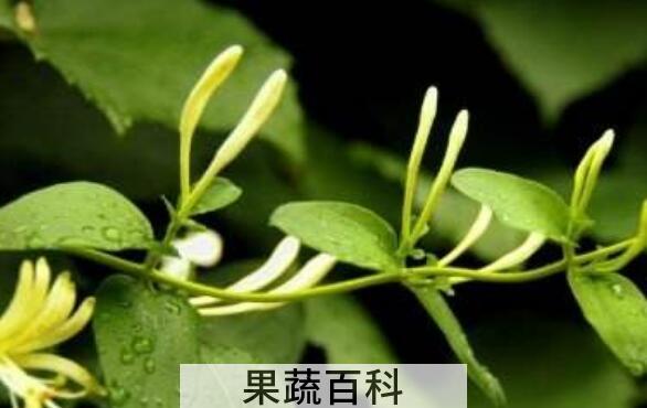 青刺尖的功效与作用 青刺尖的药用价值