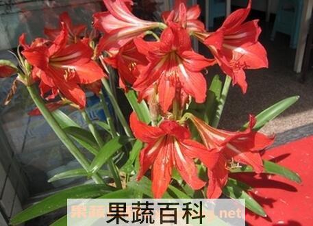 朱顶红的养殖方法和注意事项有哪些
