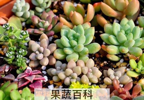植物小肉肉怎么养殖