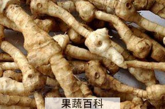 野枫树姜的功效与作用