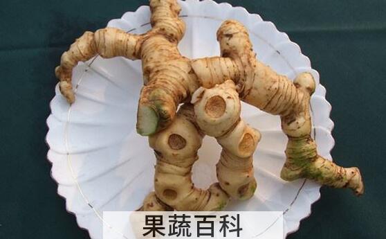 野枫树姜的功效与作用
