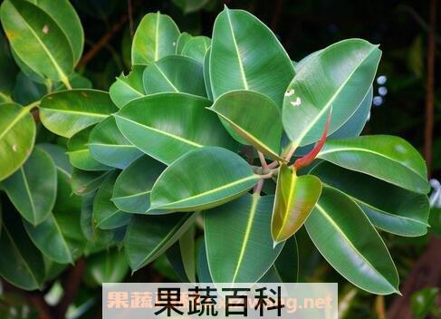 橡皮树的养殖方法