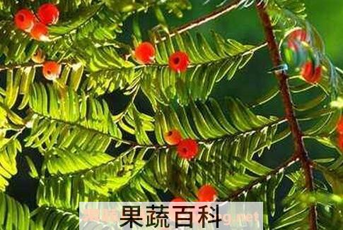  红豆杉的养殖方法