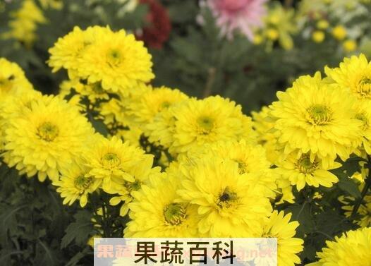 黄菊花的功效与作用