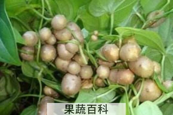 零余子的功效与作用