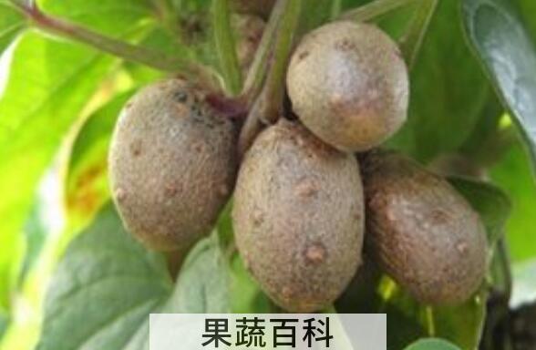 零余子的功效与作用