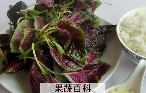 红汗菜怎么煮 红汗菜怎么做好吃
