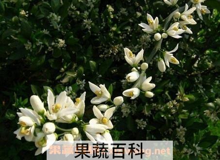 玳玳花的功效与作用及禁忌