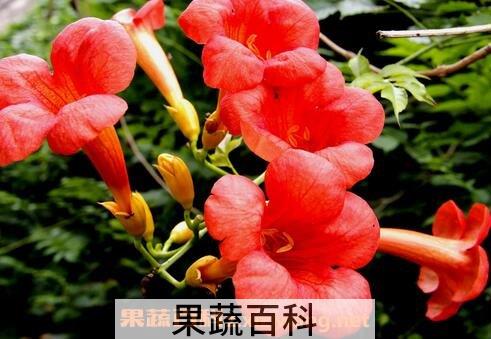 凌霄花的功效与作用及禁忌