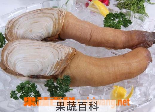 果蔬百科象拔蚌的营养价值及食用方法