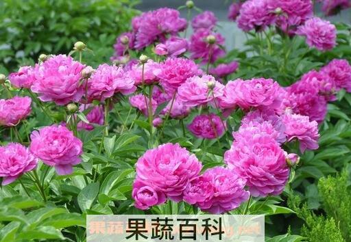 芍药花的功效作用与用法