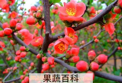 腊梅花的功效与作用及食用方法