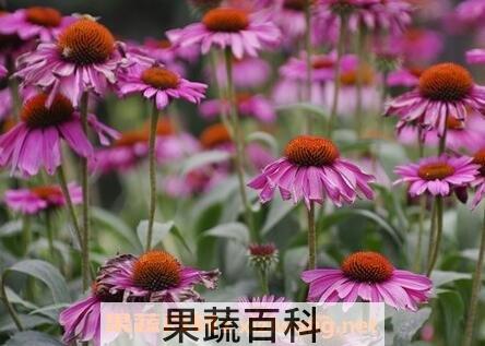 紫锥菊根的功效与副作用