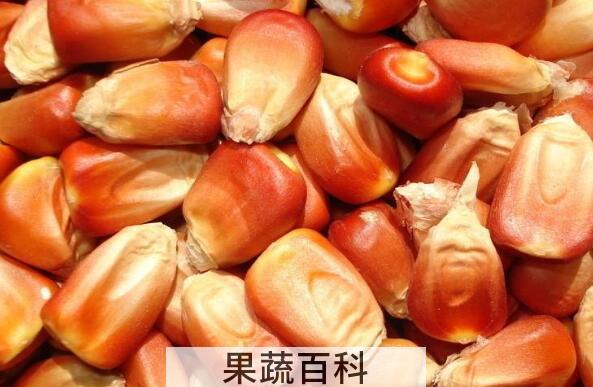 红玉米的功效与作用 红玉米为什么不可以吃
