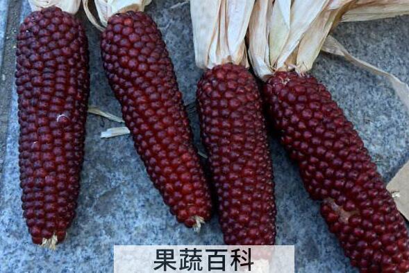红玉米的功效与作用 红玉米为什么不可以吃