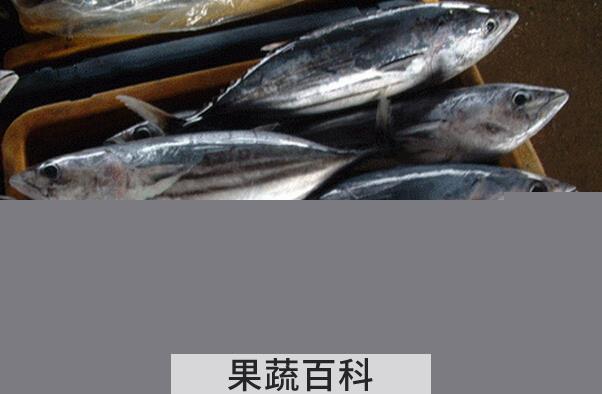 果蔬百科马鲛鱼的营养价值