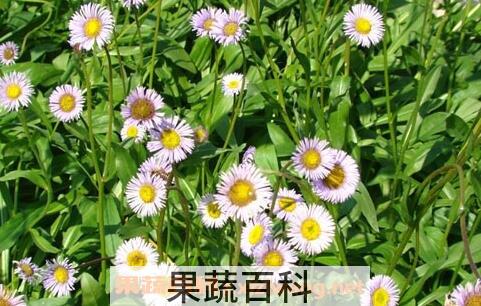 灯盏花的功效