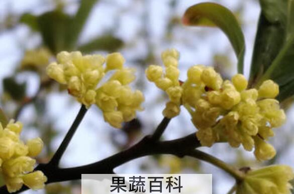 山胡椒花怎样腌制好吃