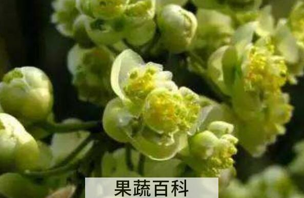 山胡椒花怎样腌制好吃