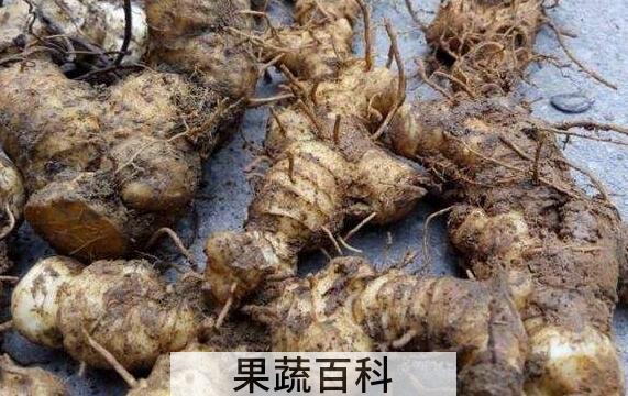 野山姜与野生姜的区别 吃野山姜的好处