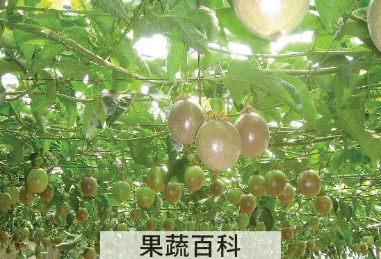 西番莲的功效与作用及药用价值
