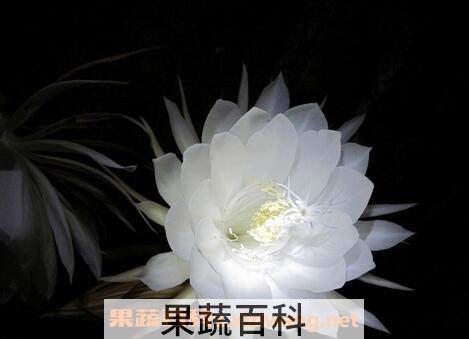 昙花的药用价值