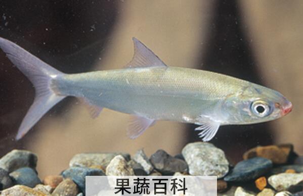 果蔬百科遮目鱼