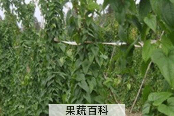山药藤怎么吃 山药藤的食用方法