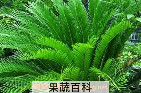 铁树叶的药用价值与功效