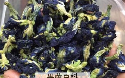 蓝蝴蝶花茶的泡法 蓝蝴蝶花茶的搭配方法